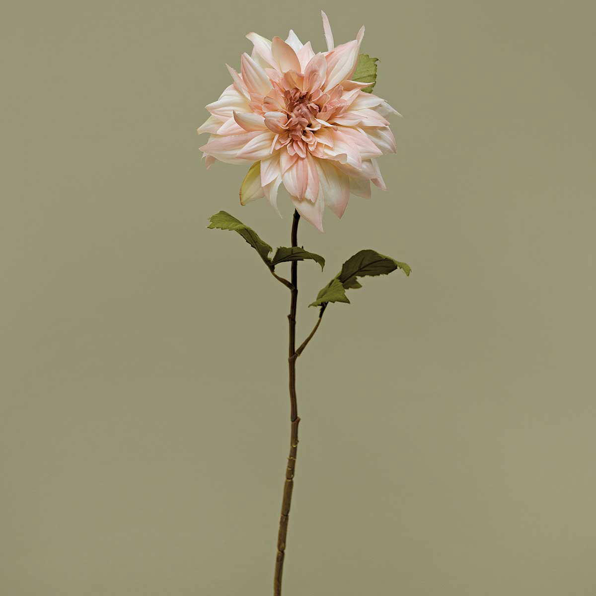 HEIRLOOM DAHLIA X1 BLUSH